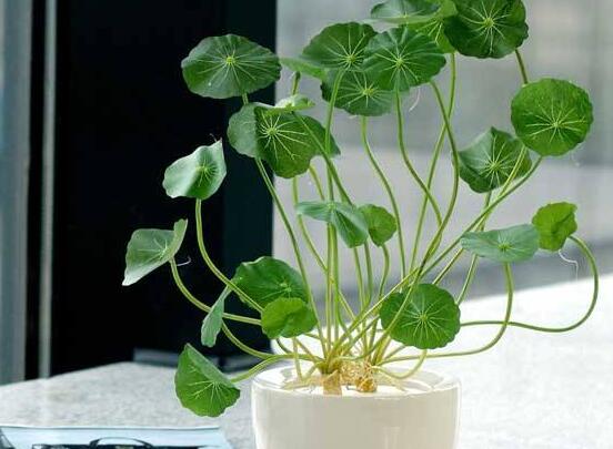 銅錢草放在臥室好嗎，寓意著家有銅錢、財源滾滾