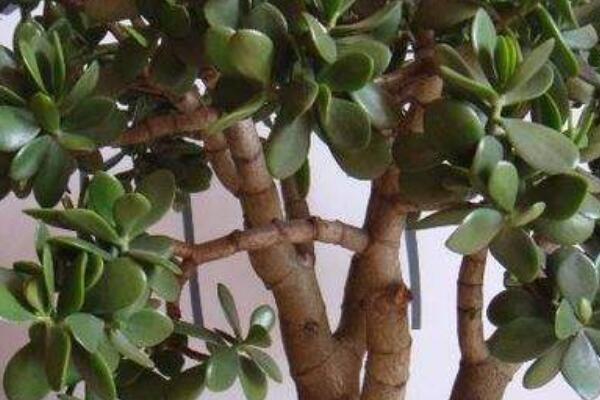 玉樹與八寶樹的區(qū)別