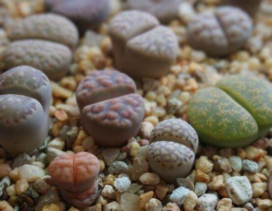 生石花怎么養(yǎng)長得快，老農(nóng)總結(jié)五個快速生長好方法