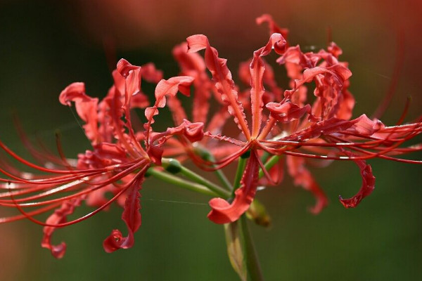 彼岸花可以一個(gè)月不澆水嗎