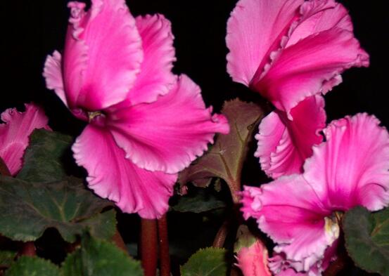 仙客來突然蔫了怎么辦，主要就是光照和澆水不當(dāng)導(dǎo)致