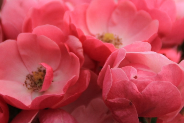 薔薇花水培方法和注意事項(xiàng)