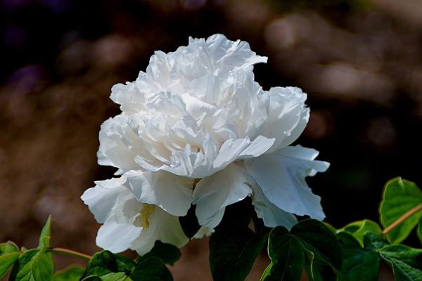 牡丹移栽后要注意事項(xiàng)