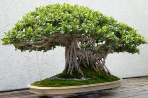 榕樹(shù)盆景怎么翻盆，榕樹(shù)換盆注意事項(xiàng)