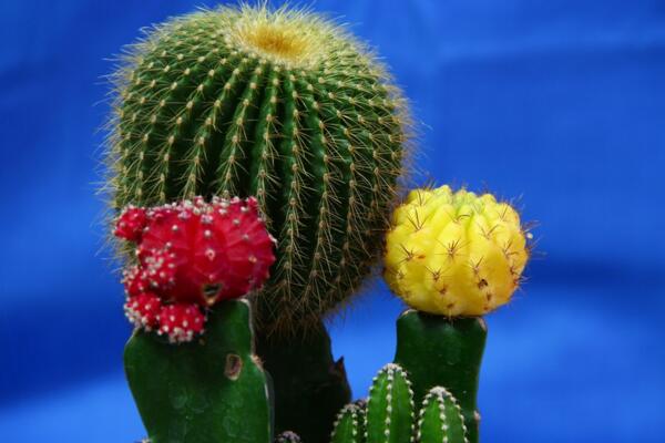 仙人球開花后怎么處理，保證光照充足并減少澆水