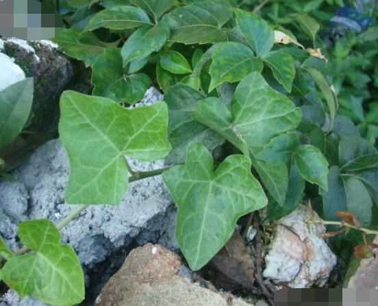 常春藤葉片干枯怎么辦，四種原因以及解決方法