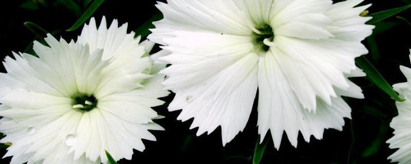 康乃馨小苗長(zhǎng)多大開(kāi)始打頂