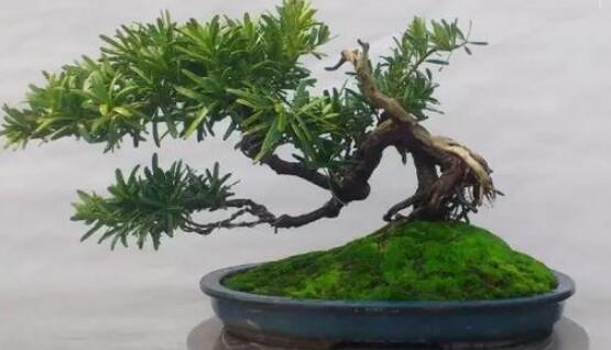 羅漢松盆景制作方法，教你五個(gè)基本步驟便可開枝散葉