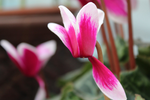 仙客來(lái)種子怎么收，花期結(jié)束2個(gè)月后開始收獲