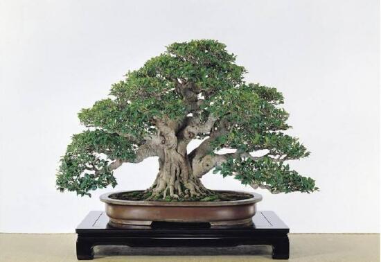 榕樹圖片，榕樹開花圖片