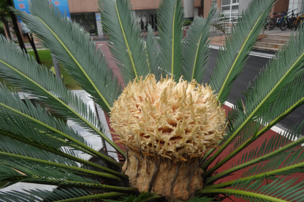 鐵樹養(yǎng)殖方法和注意事項，澆水保證盆土見干見濕