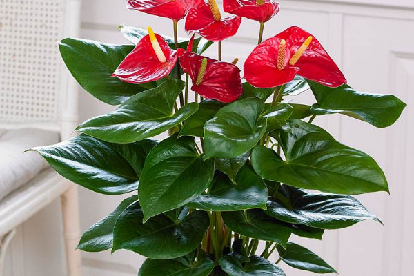 紅掌葉子尖像燒焦了怎么補救