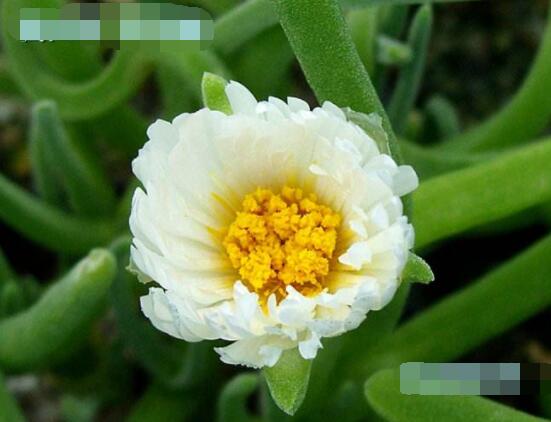 碧光環(huán)開花嗎，會(huì)開/從種植到開花需要5-7年(時(shí)間漫長(zhǎng))