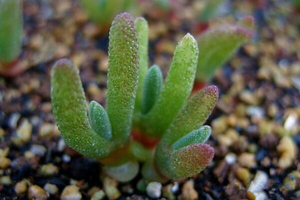 碧光環(huán)冬季怎么養(yǎng)，冬季養(yǎng)護5大要點