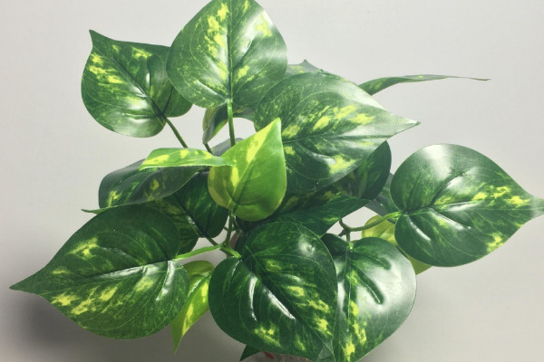 萬(wàn)年青怎么重新生根