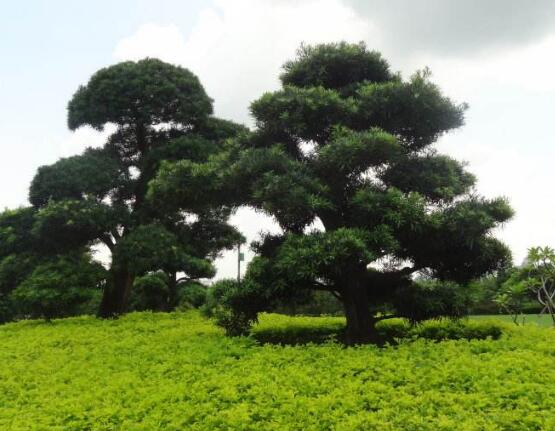 羅漢松怎么施肥，羅漢松施肥方法