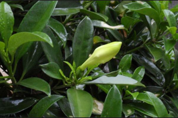 平安樹怎么換盆，刨土取/干澆水移植/給足營養(yǎng)三步搞定