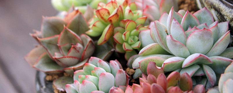 北方多肉植物怎么過(guò)冬