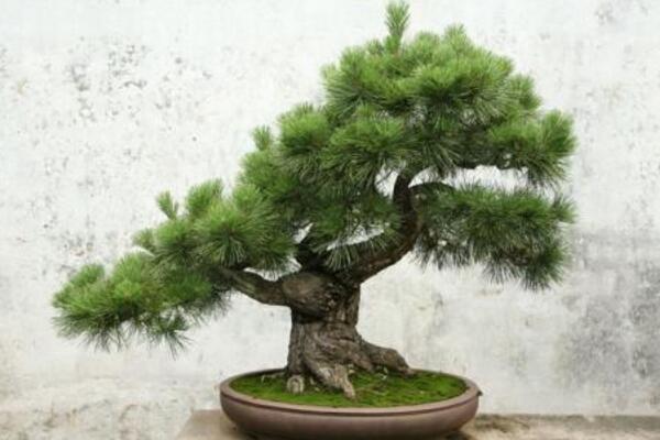 羅漢松詳細(xì)造型步驟，簡(jiǎn)單的三步即可完成造型