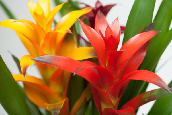 鴻運當(dāng)頭冬天怎么養(yǎng)護