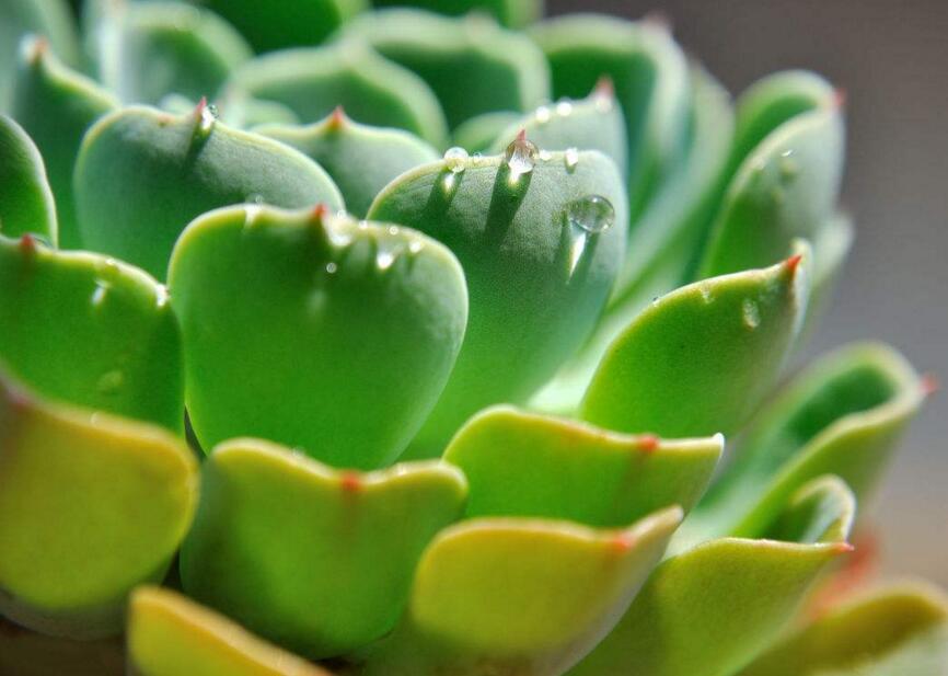 寶石花的繁殖方法，葉插和插穗操作方法