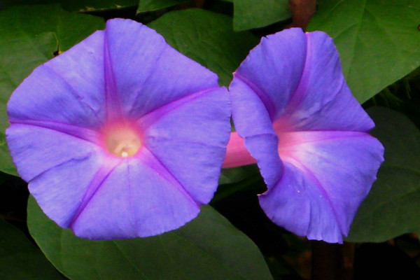 牽?；ㄈ~子的形狀特點