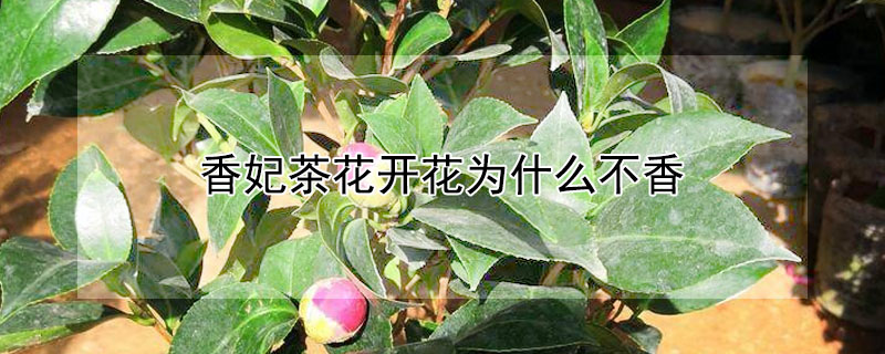 香妃茶花開(kāi)花為什么不香