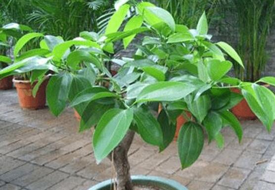 平安樹好養(yǎng)嗎，教你簡單四種養(yǎng)殖方法/闔家幸福、萬事如意