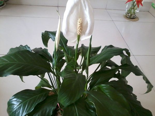 一帆風(fēng)順怎么不開花，不開花原因以及對策