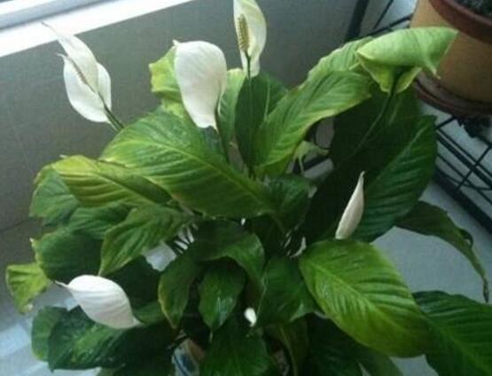 一帆風順花怎么移植，教你六個簡單易學步驟