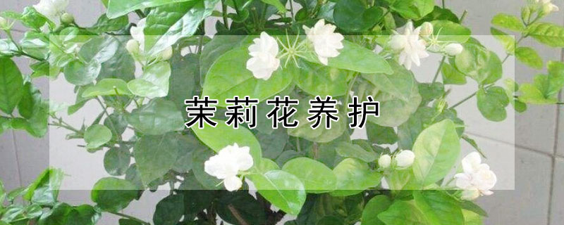 茉莉花養(yǎng)護