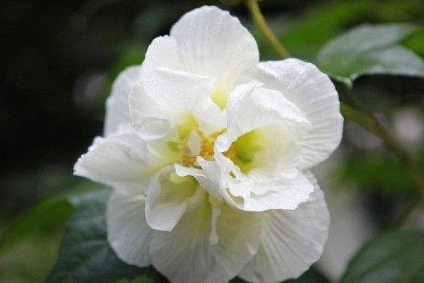 為什么芙蓉花并開兩個色