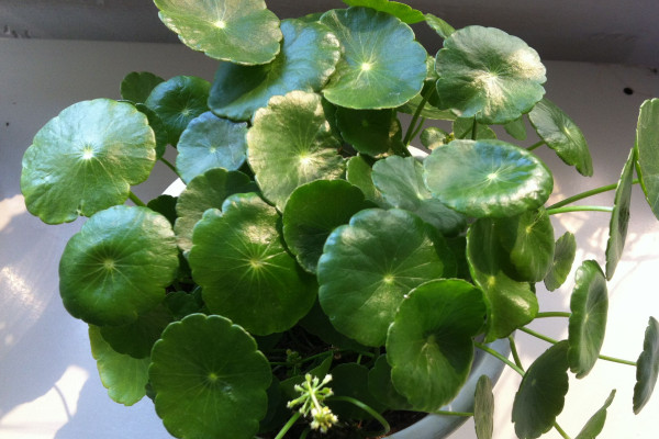 銅錢草葉子邊緣干枯，及時(shí)補(bǔ)充水肥養(yǎng)分