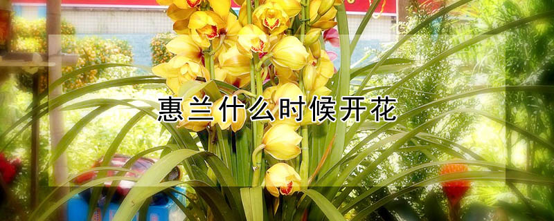 惠蘭什么時候開花