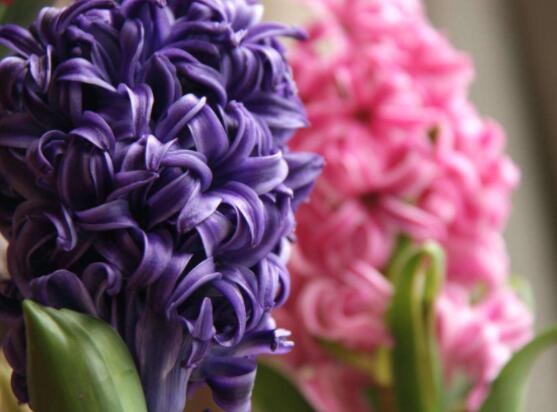 風(fēng)信子花代表什么意思，代表著永遠(yuǎn)的懷念、重生的愛(ài)