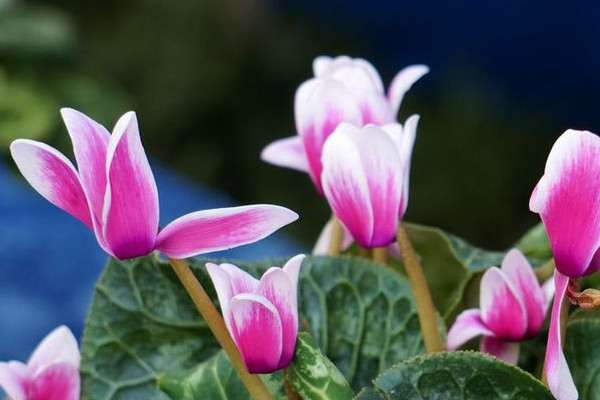 仙客來(lái)一般養(yǎng)幾年