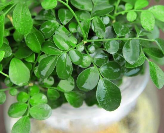 九里香的養(yǎng)殖方法水培，教你四個(gè)步驟水培爆盆