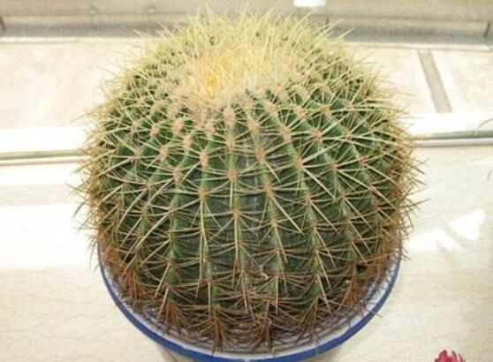 仙人球用什么土養(yǎng)好，兩份壤土兩份腐葉土三份粗沙進(jìn)行配置