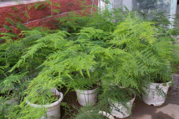 文竹黃了怎么辦，適當遮陰并控制肥水