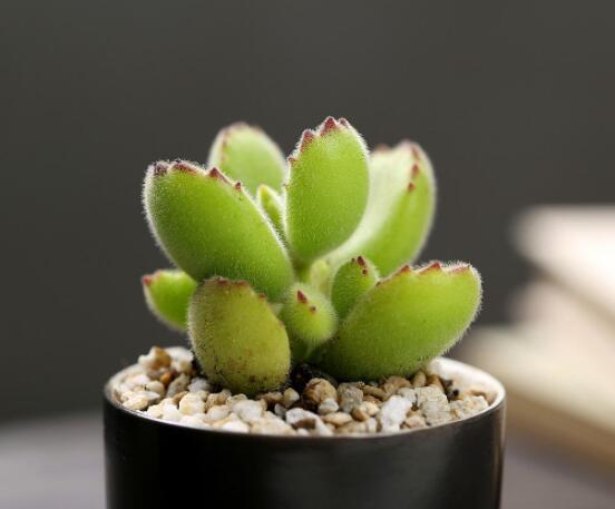 熊童子長黑斑了怎么辦，教你兩種最常見解決辦法(蟲害與病害)