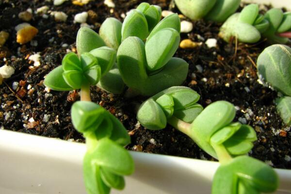 碧玉蓮的養(yǎng)護方法，做好五個方面的管理