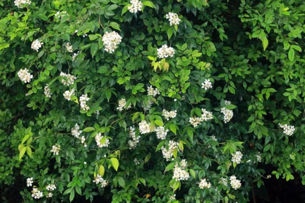 木香和九里香的區(qū)別