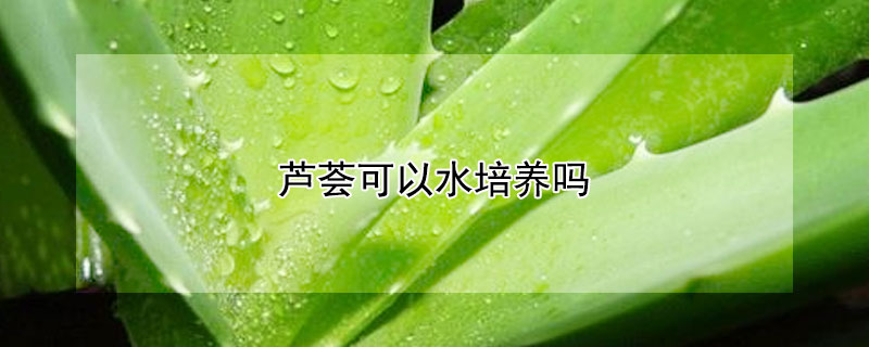 蘆薈可以水培養(yǎng)嗎