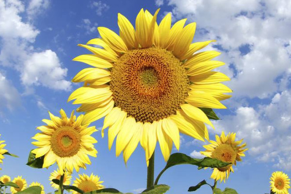 向日葵長(zhǎng)蟲子了怎么辦