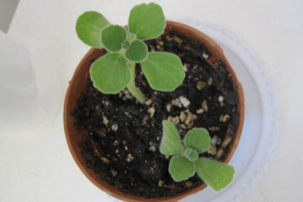 北方怎么養(yǎng)殖碰碰香，必須要做好以下5點(diǎn)