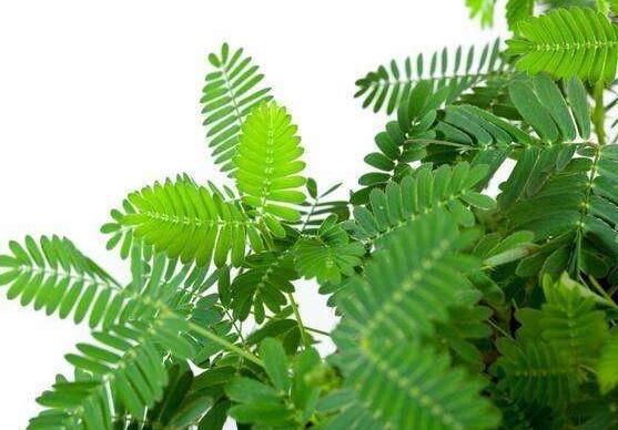 含羞草有毒嗎可以碰嗎，毒性比較輕微/盡量別長時間接觸