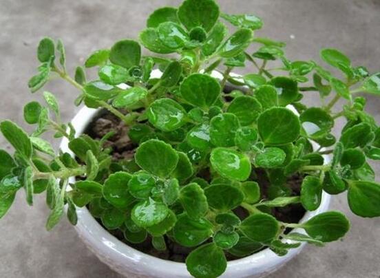 碰碰香能吃嗎，可食/泡茶泡酒香味濃郁、美味可口