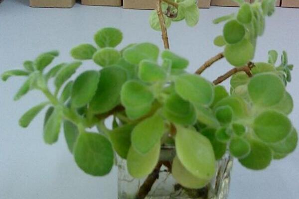 碰碰香的作用，沒想到碰碰香竟然有這么多好處