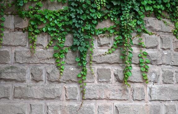 常春藤的作用，綠化環(huán)境凈化空氣