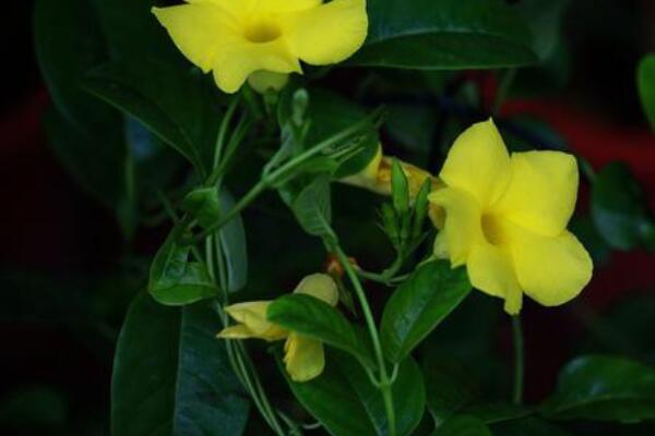 雙腺藤的養(yǎng)殖方法